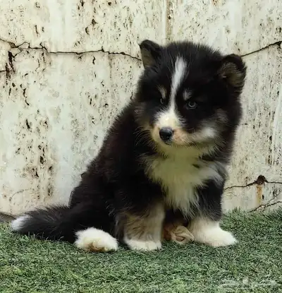 كلاب هاسكي جراوي index