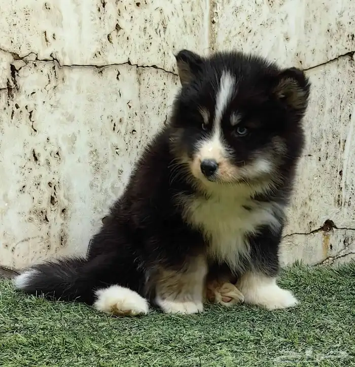 كلاب هاسكي جراوي 10