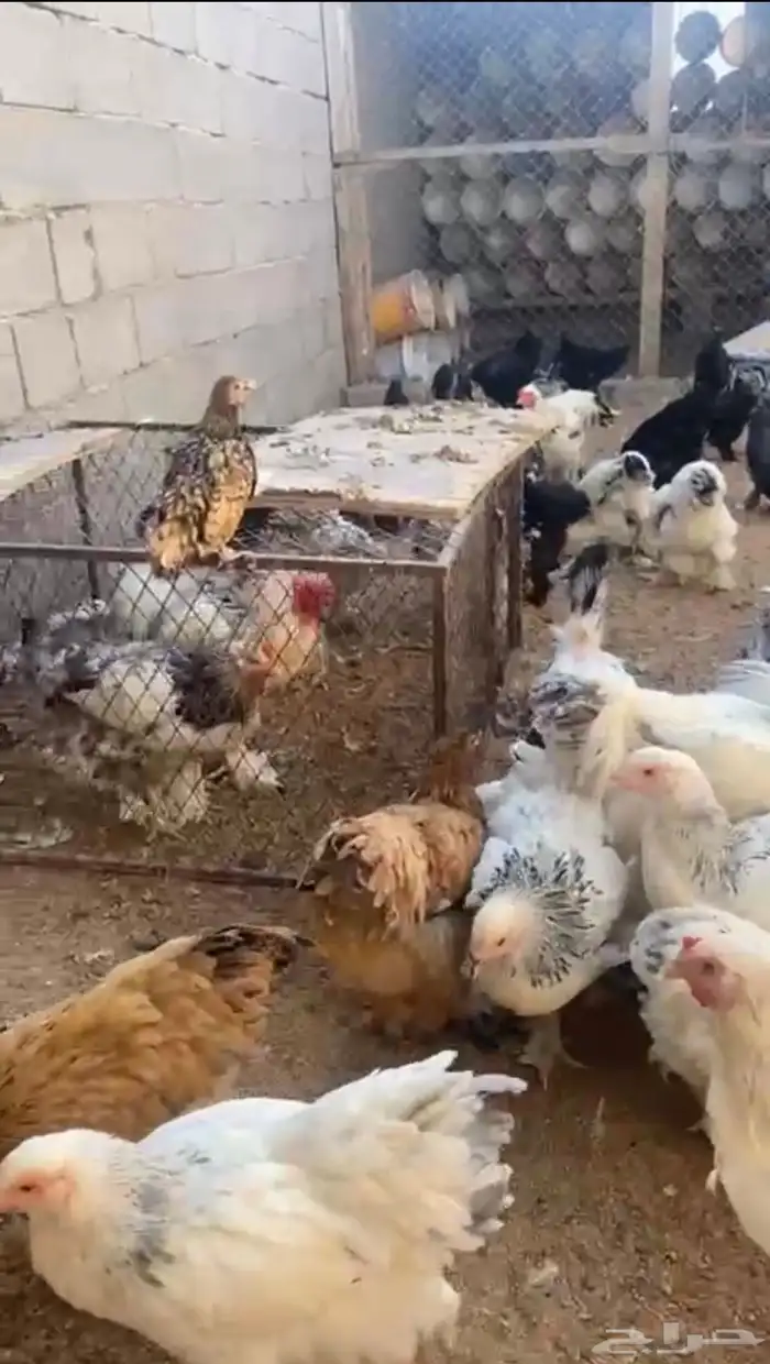 دجاج براهما كولمبي وسبرايت 0