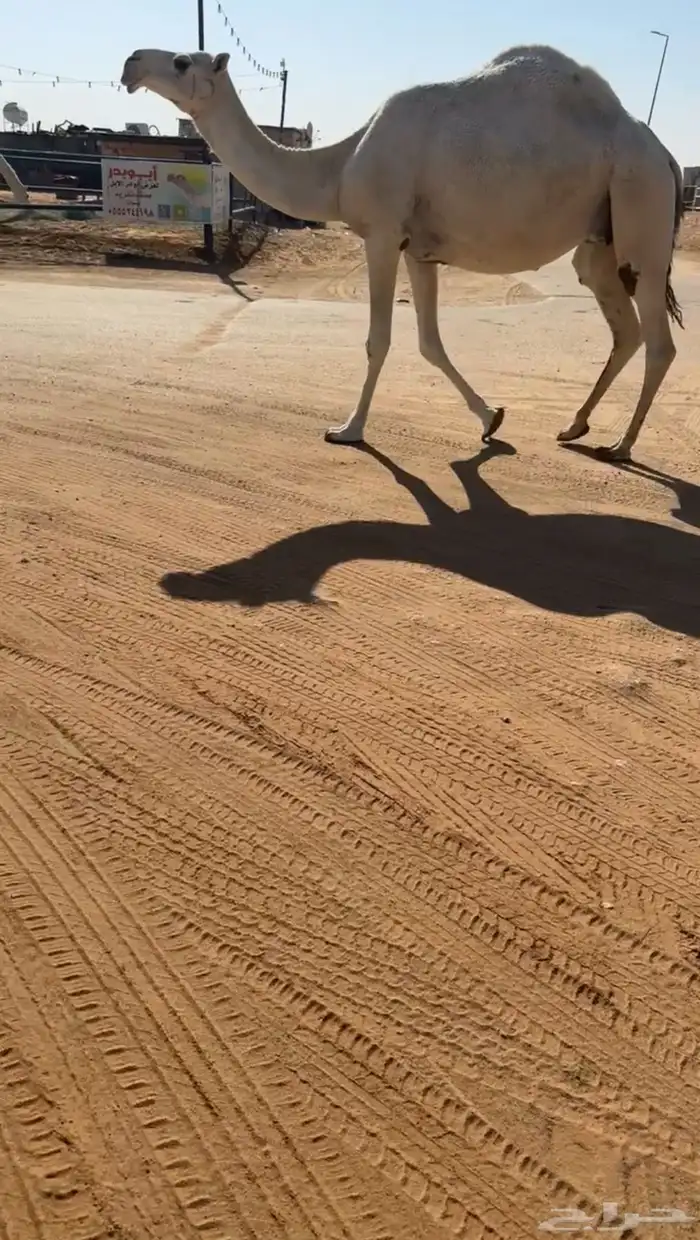 لقحه له فوق 8 شهور عل باتلي كفوو سليمه من جميع العذريب 1