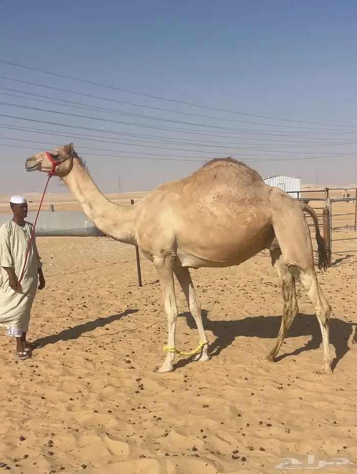 هجن متالي على ركاب منتج العد 4 1