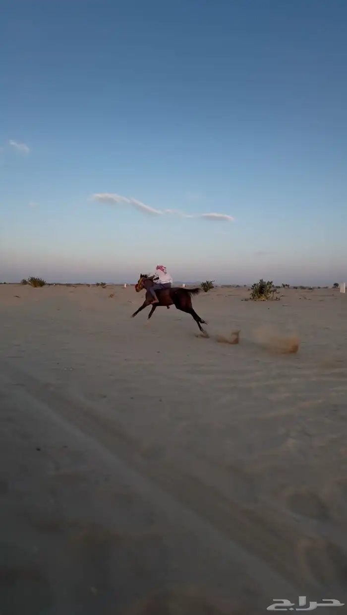 مهر شعبي كفو سبوق 0