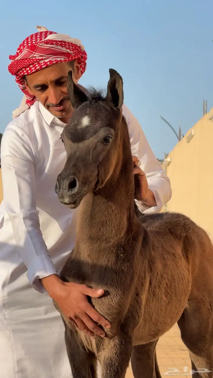 فرس واهو للبيع 4