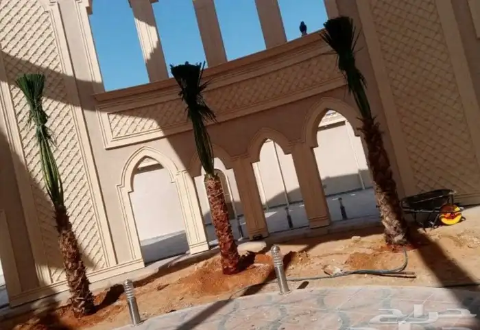 نخل واشنطن زينه 4