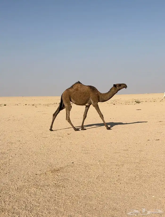 صفرا كفو دبيانيه 4