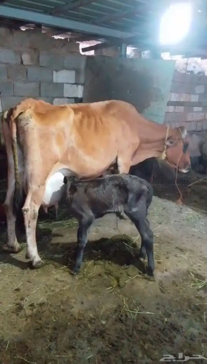 بقر للبيع مراح واحد العدد 15 الكبار 9 التبع 6 10