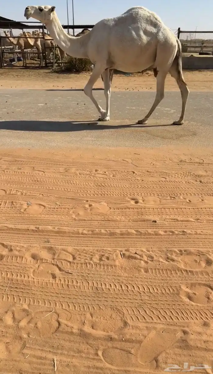 لقحه له فوق 8 شهور عل باتلي كفوو سليمه من جميع العذريب 2