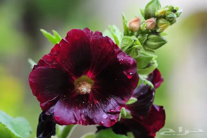 بذور الختمية عدة الوان 2