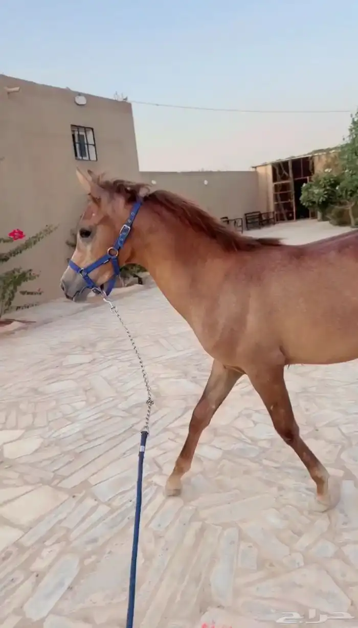 مهره شعبيه فاخره 1