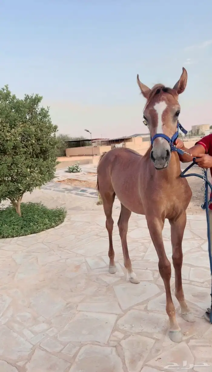 مهره شعبيه فاخره 2