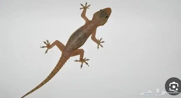 شركة تنظيف منازل شقق مجالس فرشات خزانات بخ رش حشرات بالقطيف 6