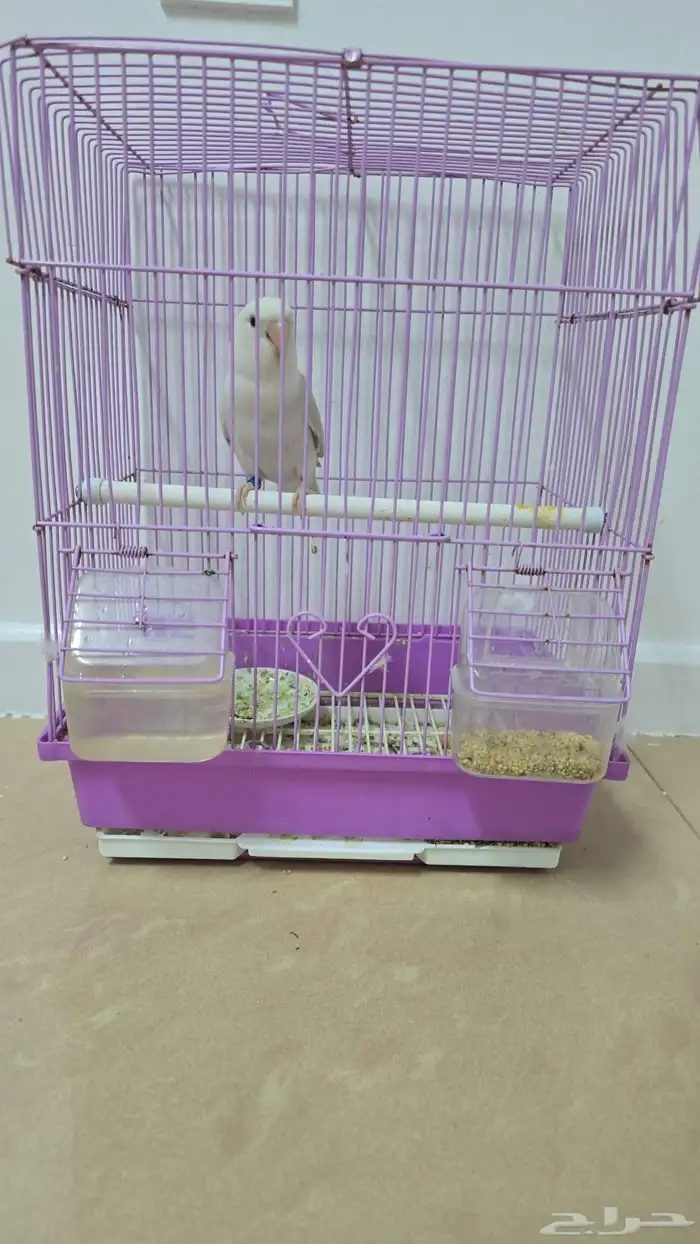 طير روز اليف ونشبهه وهدد داخلي 0