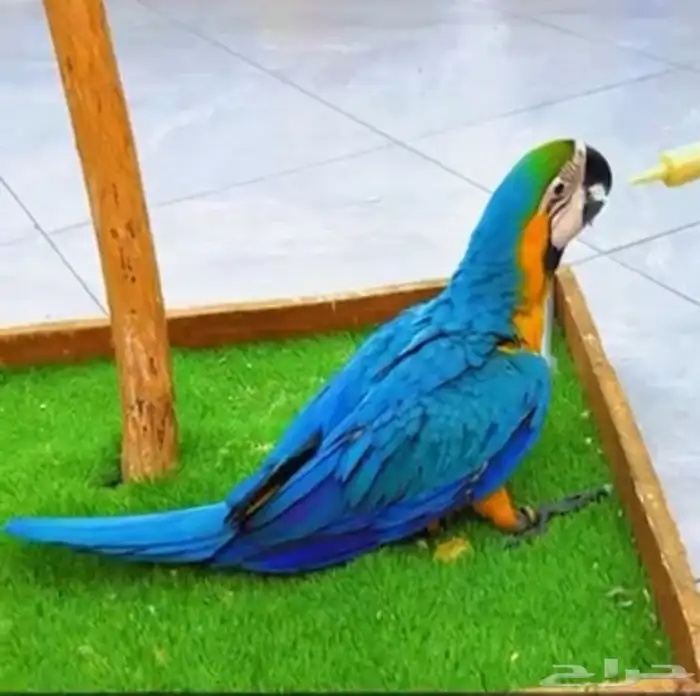 فروخ كايك وايت بلي وفرخ مكاو بلو ان قولد أعمار شهرين 9