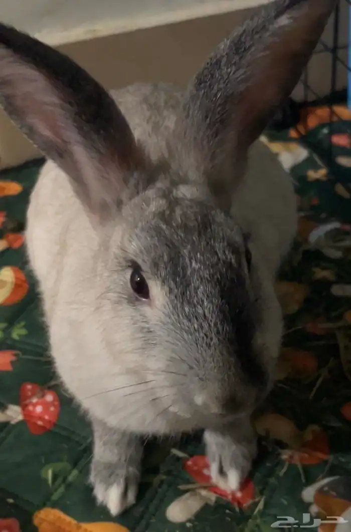 أرنب ذكر أليف 0