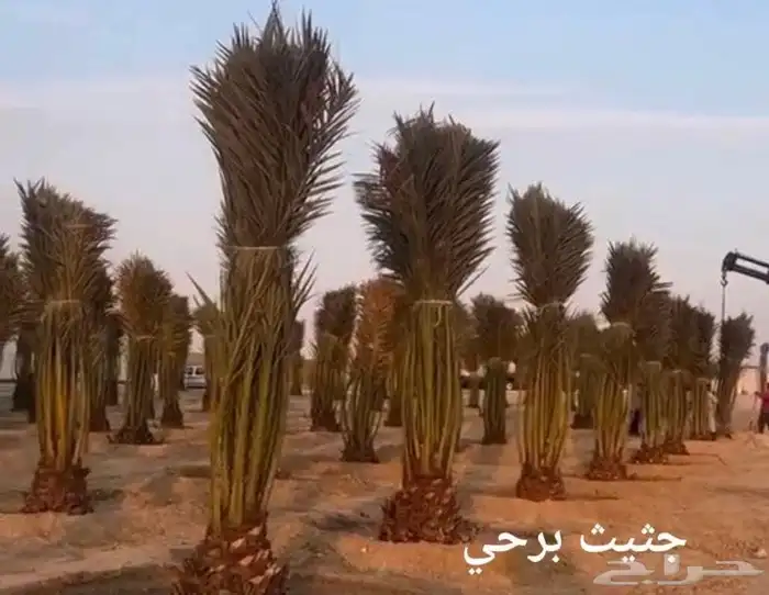 تركيب شبوك امنيه   وتوريد النخيل   وتركيب الحجر الطبيعي 3