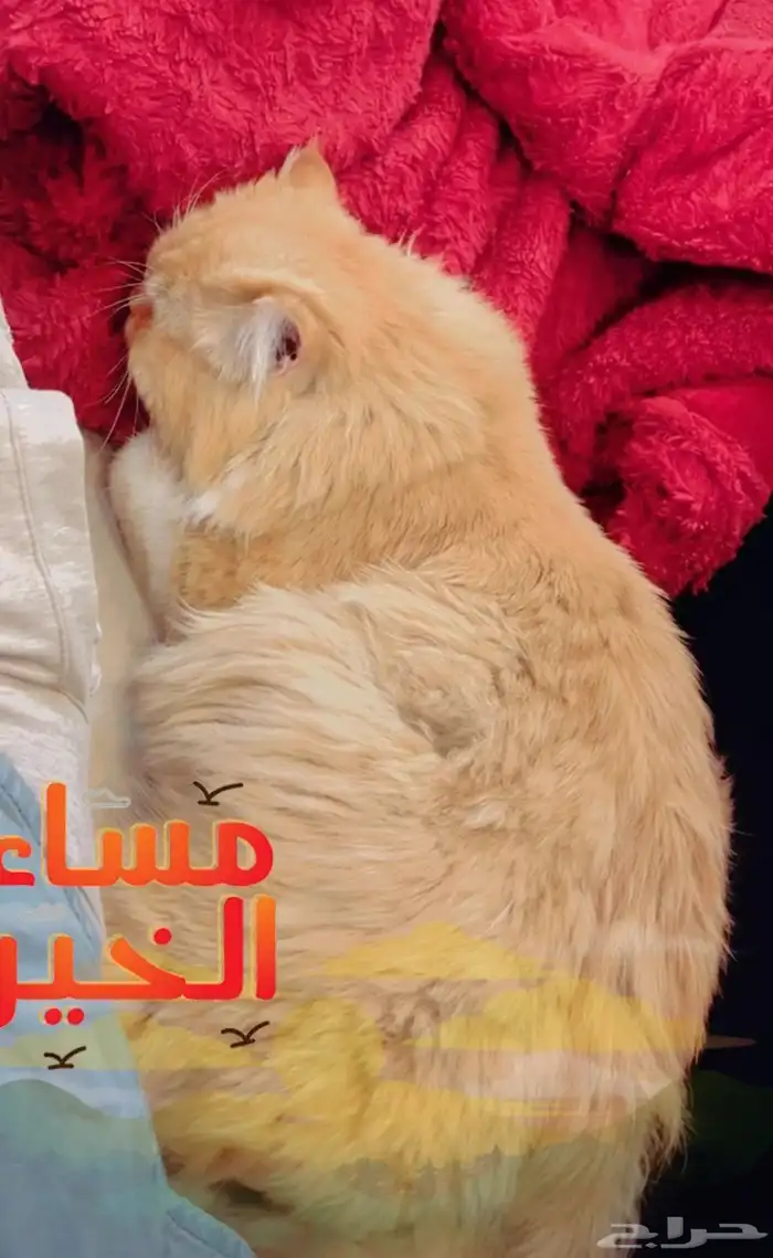 قطط شيرازية للتبني 0