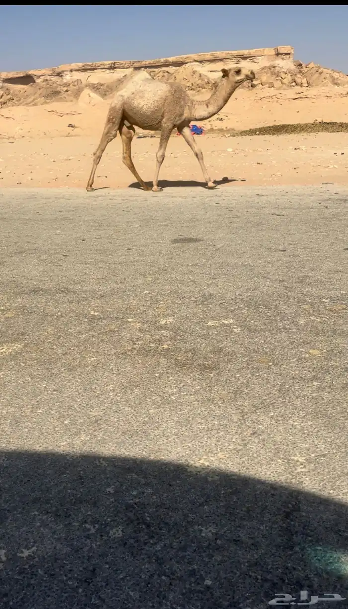 عشراء معها قعود غرنوقي وحليب وهدية وناقة ضروبة 2