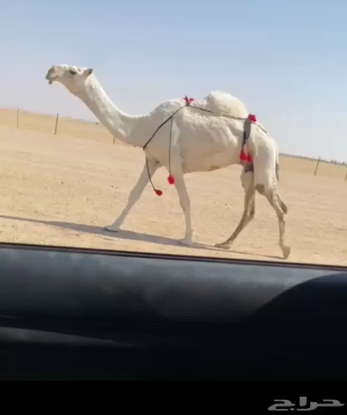 ضرايب كفو معزول عيالها 0