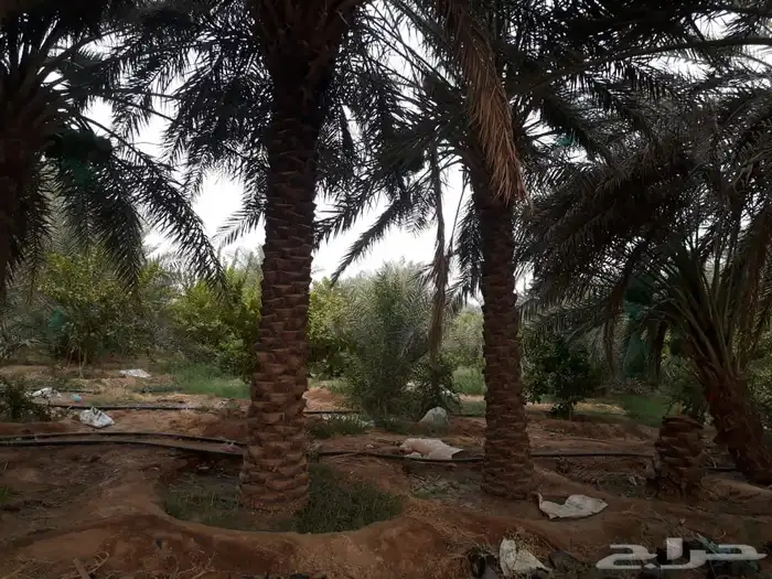 نخل للاجار 0