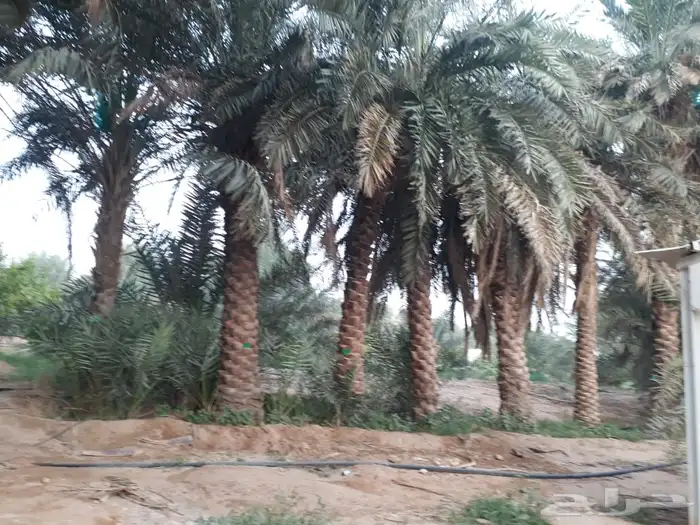 نخل للاجار 1