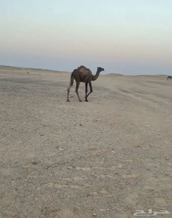 للبيع بكره حقة سليمه من جميع العذاريب على السوم 1