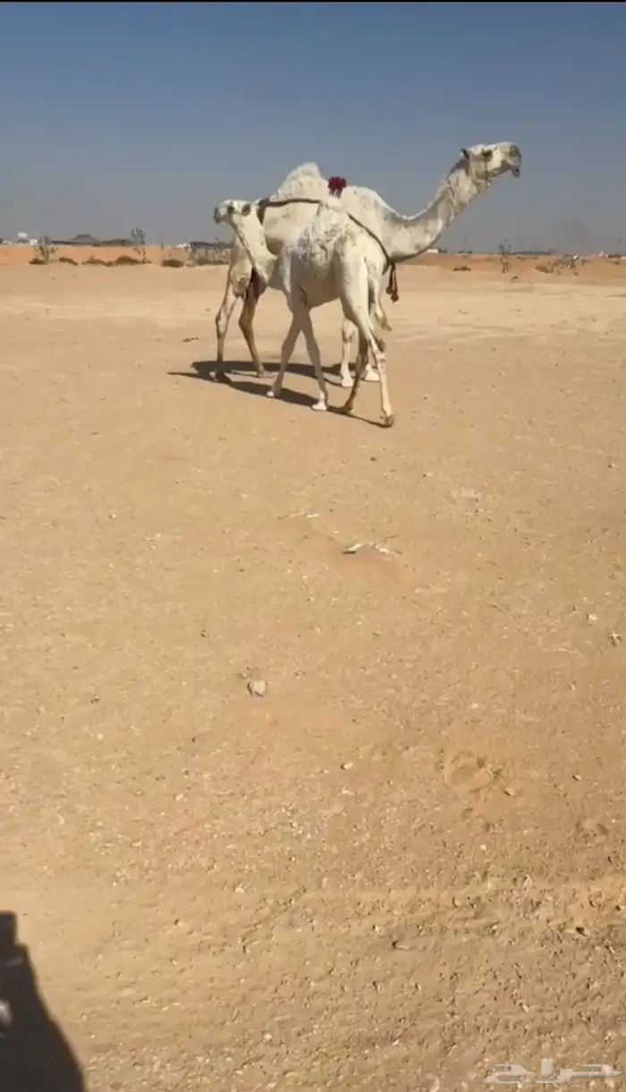 اعشرا كفوو 0