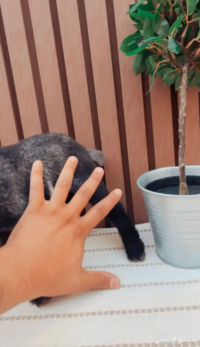 مواليد صغار الماعز القزم 2