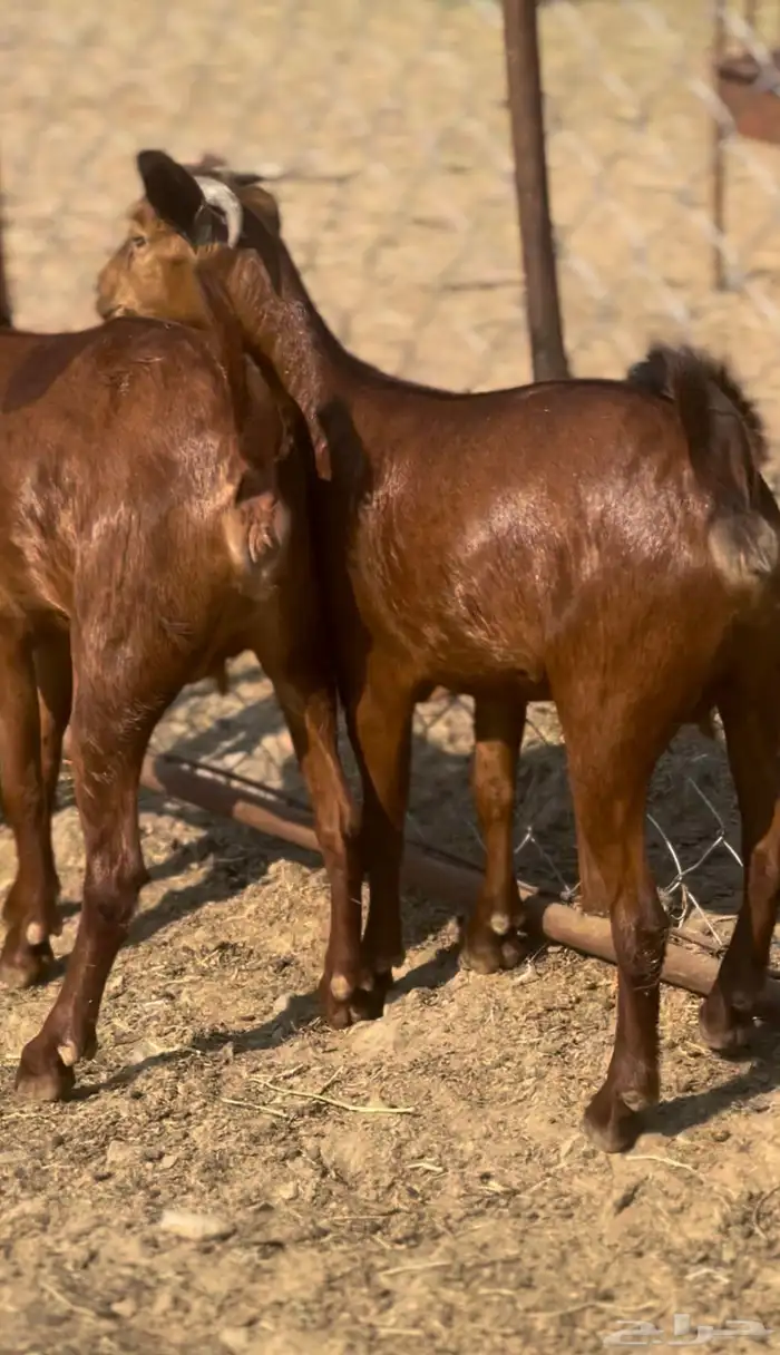 جفار دهم دفيع 0