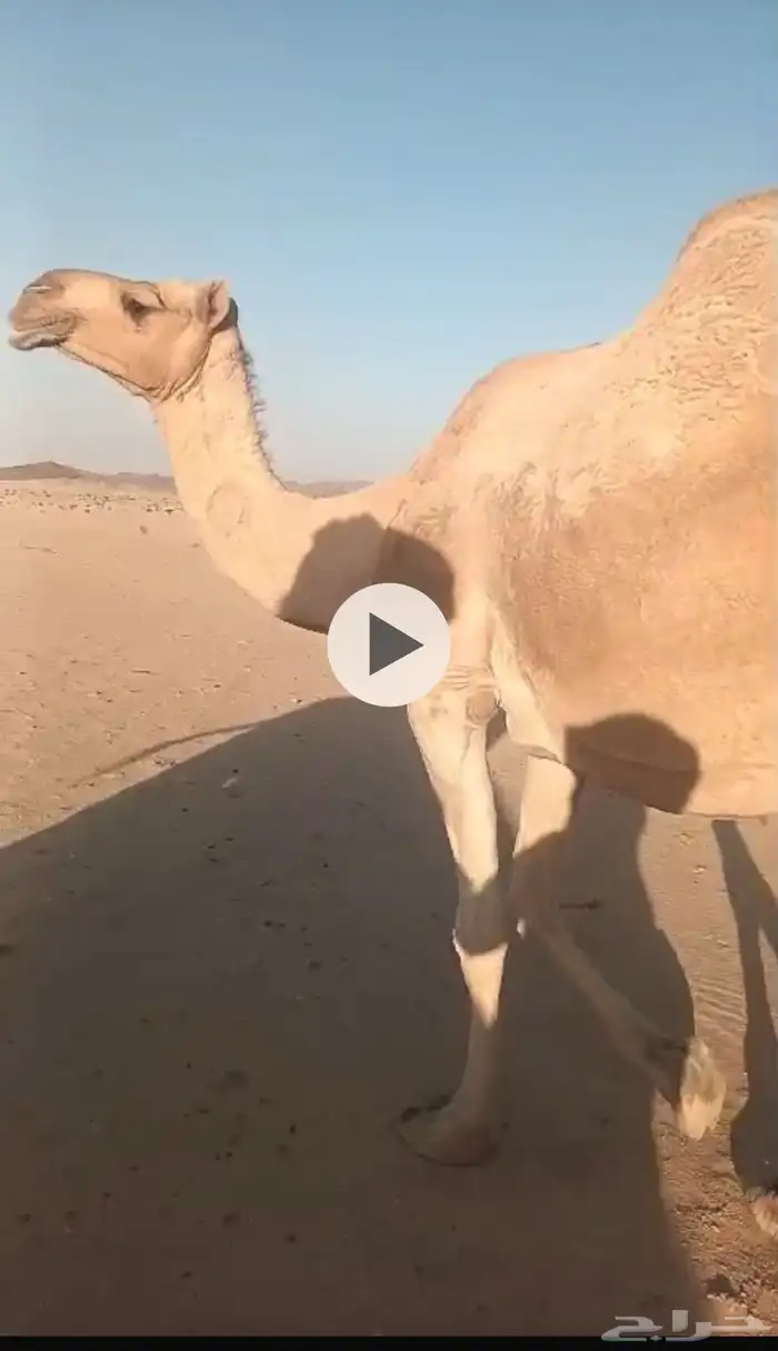 ناقة لقحة طيبة مقنوي 3