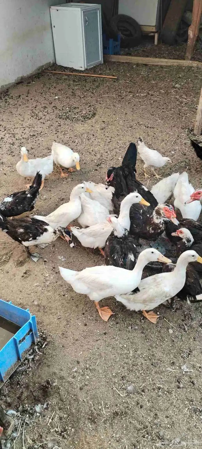 بط و وز. للبيع.عدد البط 12وعدد الوز 16 الحد 1500 ريال 1