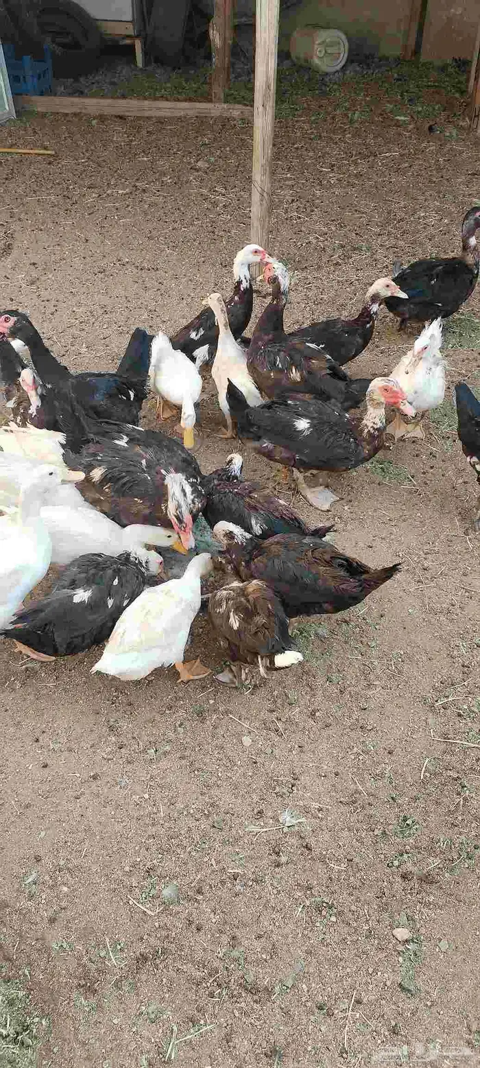 بط و وز. للبيع.عدد البط 12وعدد الوز 16 الحد 1500 ريال 0