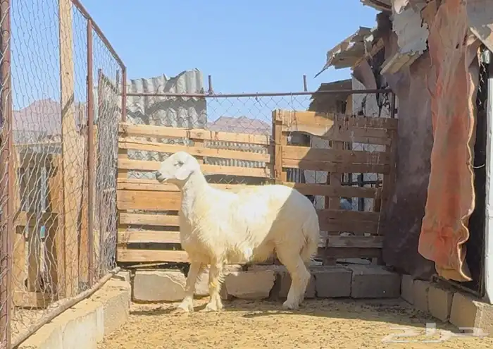 خروف اصفر جبر كرامه والا مبدا 0