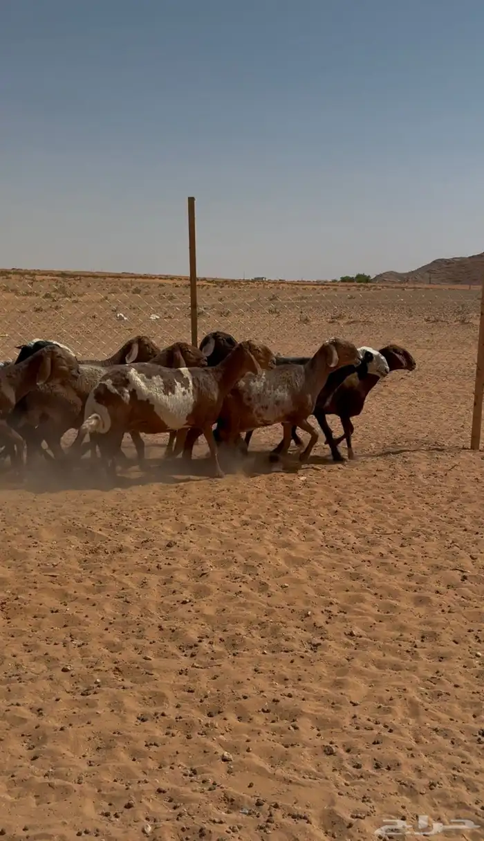 غنم مهجنات العدد16 1