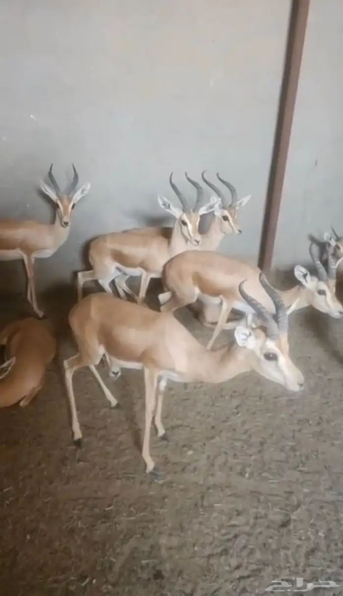 حيوانات نادره 0