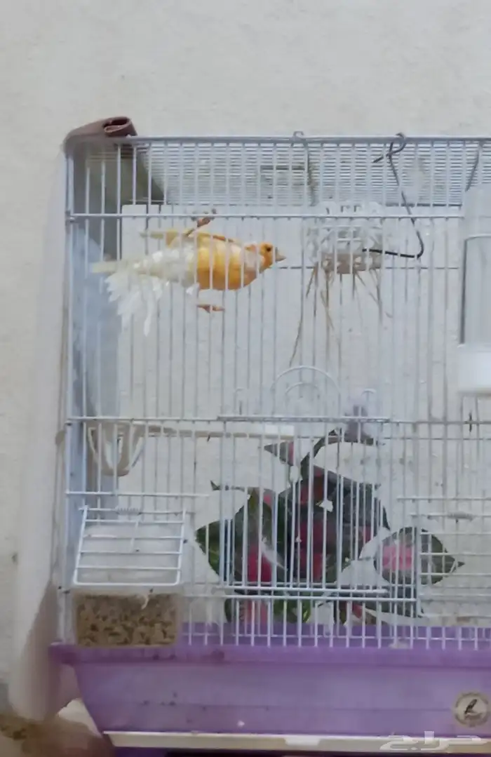 ذكر كناري سوري 3