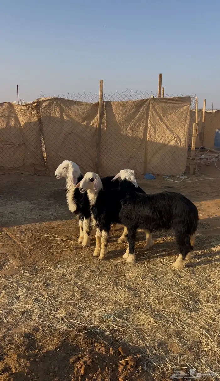 طليان نجد ( تم البيع تم البيع ) 0