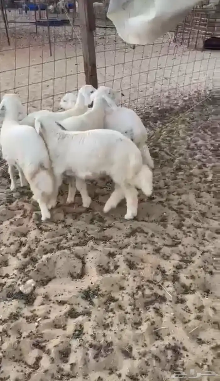 يوجد ذبايح للبيع نعيم وحري يوجد سلخ وتوصيل 2