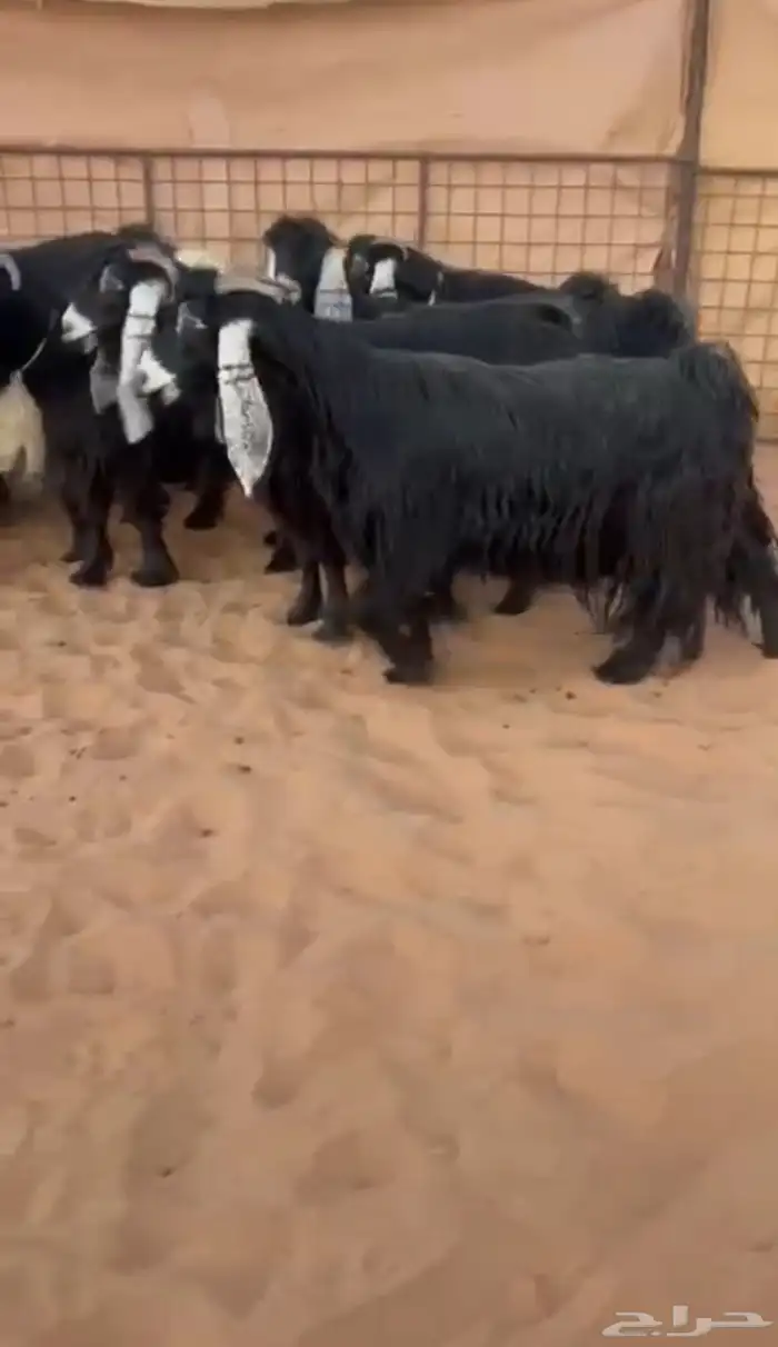 معزاء عوارض صنف ومقاني طيبه 0