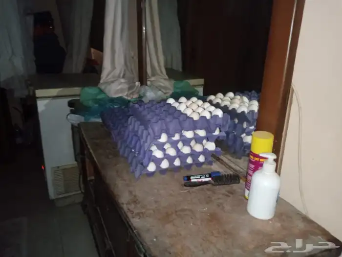 للبيع بيض بلدي و فيومي بيض مخصب 25 0