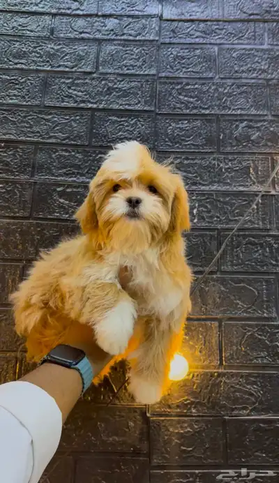 كلاب مالتيبو index