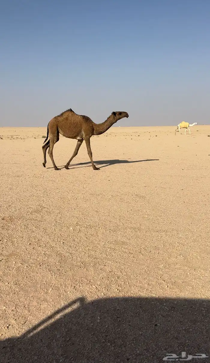 صفرا كفو دبيانيه 0