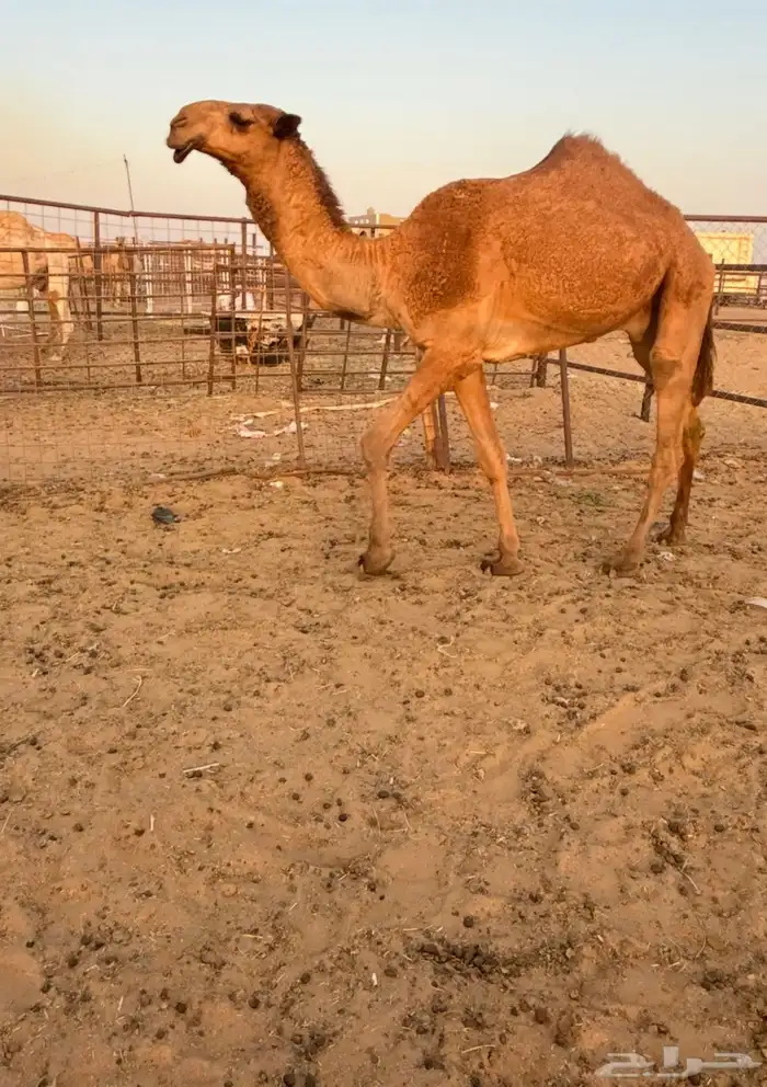 قعود باتلي كفو بالحيل للبيع 1