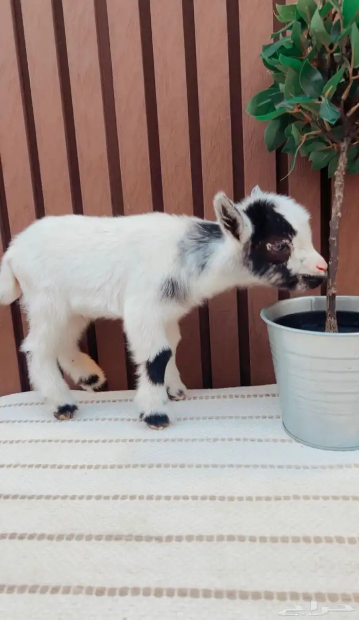 مواليد صغار الماعز القزم 1