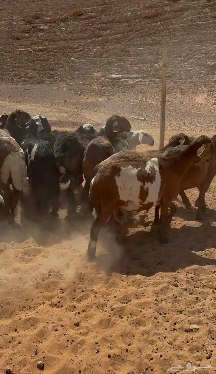 غنم مهجنات العدد16 0