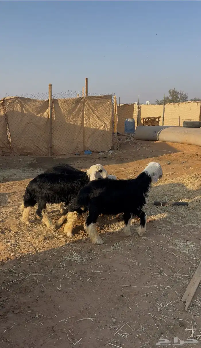 طليان نجد ( تم البيع تم البيع ) 1