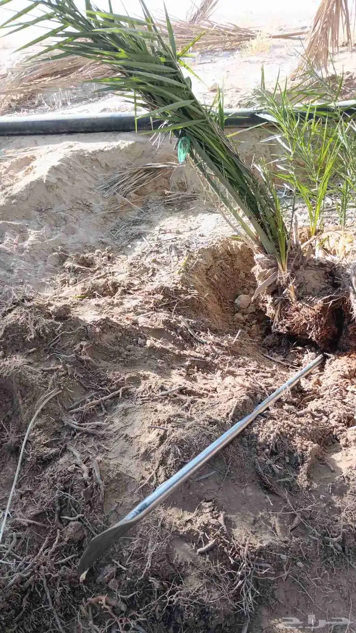 يوجد لدينا جميع انواع النخيل وتركيب الشبوك 0