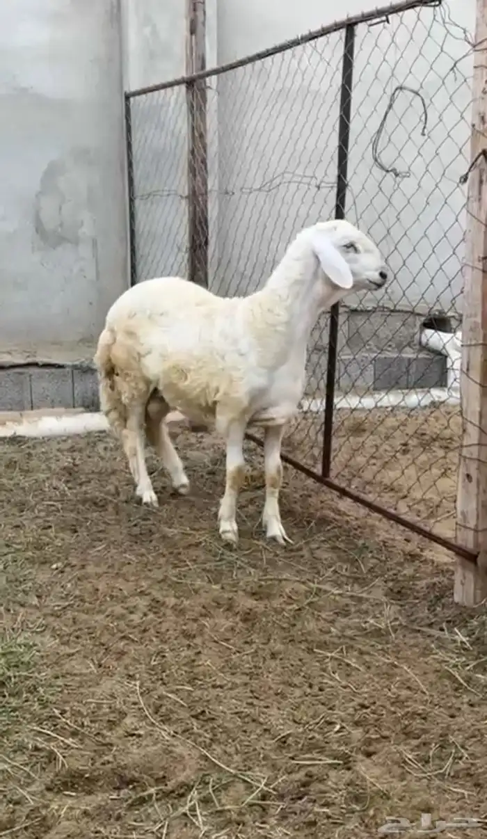 فحل حري ابرص 1