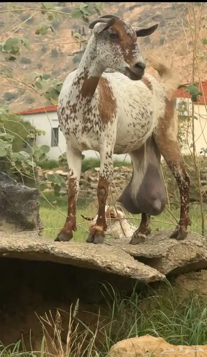 عنز تحتها ذكر 0