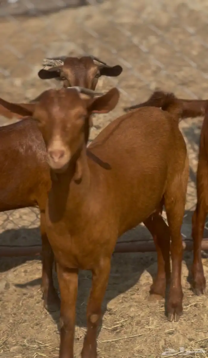 جفار دهم دفيع 1