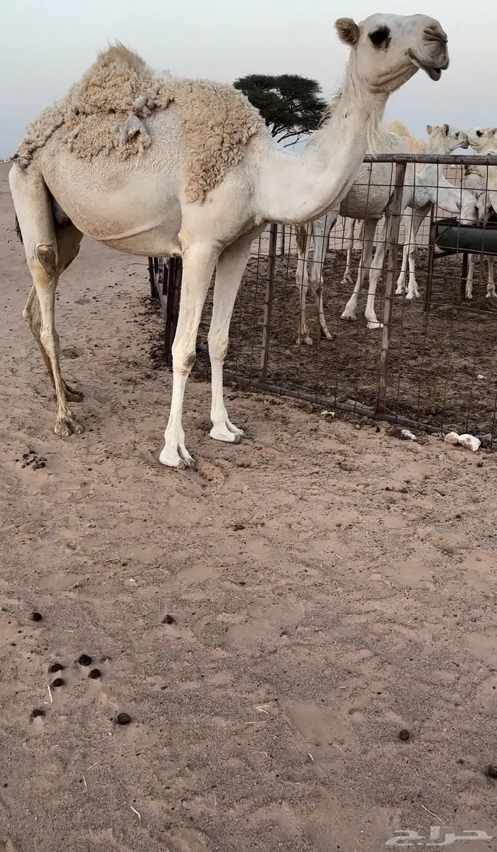 للبيع اعشرا ثنيه 0